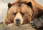 Urso Pardo: Tamanho, Curiosidades, Peso, Onde Vive e Fotos | Mundo Ecologia