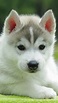 Cute Husky Puppy 4K Ultra HD Mobile Wallpaper