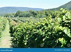 Grape Farm at Jeromes U Pick Grapes in Naples, New York Stock Image ...