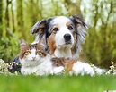 Summer Dog And Cat Wallpapers - Wallpaper Cave