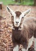 2020 Baby Goat Season — Puget Sound Goat Rescue