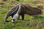 Giant anteater – The Dallas World Aquarium