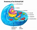 Anatomía de una célula animal. 446908 Vector en Vecteezy