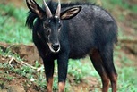 鬣羚：国家二级保护动物，“四不像”之一_百科TA说