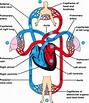 Circulatory System Diagram | Anatomy Picture Reference and Health News