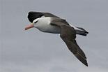 Albatros de l'île Campbell - Thalassarche impavida