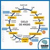 Etapas Ciclo De Krebs Mind Map - vrogue.co