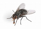 Identify Your Fly--What's The Buzz!?