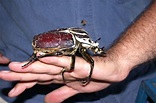 The World's Largest Insect is the Goliath Beetle — Dan's Pet Care