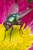 Picture of a fly up close - About Wild Animals