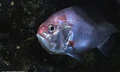 Orange Roughies ~ MarineBio Conservation Society