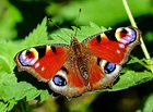 Farfalla - Mille Animali