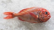 Orange Roughy Whole | Sealord