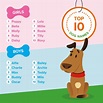 Animed Direct's Top Pet Names