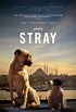 Stray movie review & film summary (2021) | Roger Ebert