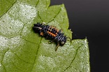 Lady beetle asiático larvas de la especie harmonia axyridis comiendo ...