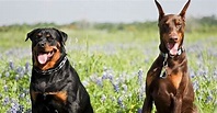 Diferencias Entre Rottweiler Y Doberman ¿Cuál Me Conviene Más?