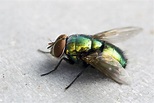 File:Green Fly.jpg - Wikimedia Commons