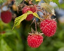 The best varieties of raspberries to grow and how to care for them - Saga