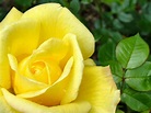 HD Wallpapers: Yellow Roses Pictures