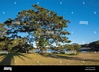 Ein offenes Feld und eine große reife Port Jackson Feigenbaum (Ficus ...