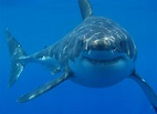 File:Great white shark south africa.jpg - Wikimedia Commons