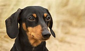 Weiner Dog Wallpaper (60+ pictures)