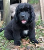 Newfoundland Dog Puppies For Sale | Low Country Highway, SC #341934