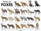 Fox Facts, Types, Classification, Habitat, Diet, Adaptations