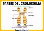 Anatomia Del Cromosoma Y Sus Partes Abc Fichas - Reverasite