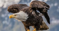 Aves de rapina: o que são, espécies e características - Enciclopédia ...