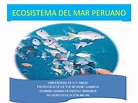 (PPT) ECOSISTEMA DEL MAR PERUANO | Milagros Nyanpire - Academia.edu