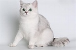 英短银渐层：你会爱上的英国短毛猫品种_百科TA说