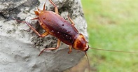 Palmetto Bug Or Cockroach: Differences & How to Kill Them (2022)