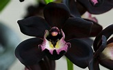 Black Orchid Wallpapers - Top Free Black Orchid Backgrounds ...