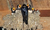 Schwalbennest Foto & Bild | der solling meine he, tiere, vögel Bilder ...