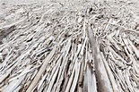 Premium Photo | Background pattern dead driftwood disaster concept