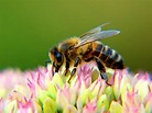 12 interesting facts about bees | AGDAILY