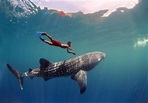 How To Approach A Whale Shark While Snorkeling – DesertDivers