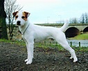 Parson Russell Terrier - Puppies, Pictures, Information, Temperament ...