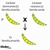 Leyes de Mendel: explicación fácil y ejemplos (2023)