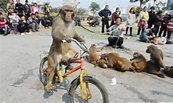 耍猴人买野生猕猴被抓 猴乡协会求情:从轻处理|猕猴|耍猴|协会_新浪新闻