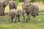 Elefante: cosa mangia, dove vive, caratteristiche e curiosità