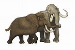 Complete Columbian mammoth mitogenome suggests interbreeding with ...