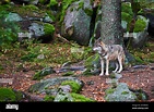 The wolf (Canis lupus), also known as the gray or grey wolf in natural ...