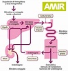 Metabolismo de la Bilirrubina | Mind Map