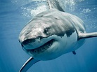 Este es el tiburón blanco más grande del mundo: se llama Deep Blue y ...