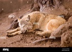 Tibetan Wolf Canis lupus laniger or Canis Lupus Chanco in Darjeeling ...