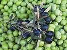 12 Varieties of Fruiting Olive Trees You Can Grow