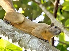 Cream-coloured Giant Squirrel - Ratufa affinis